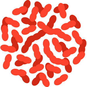 red lactobacillus