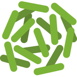green lactobacillus 2