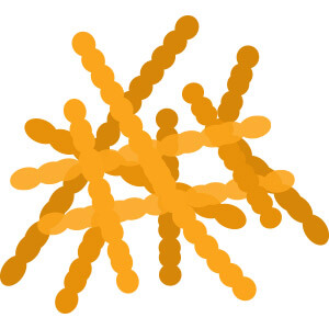 yellow lactobacillus