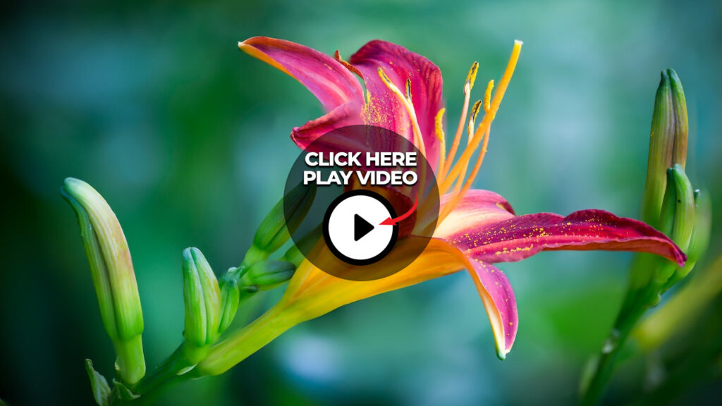 Exotic plant video image
